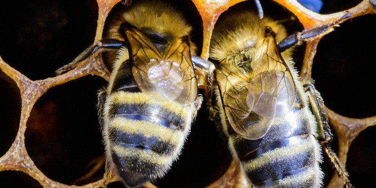 BEES14.jpg