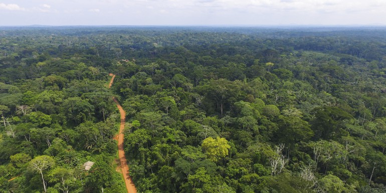 CIFOR - timber in cameroon.jpg