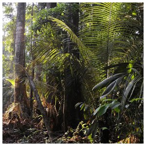 Guyana forest GRIF photo.jpg