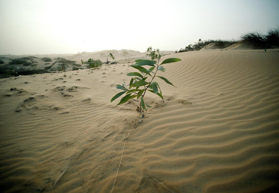 Desert plant for NDB UN photo John Isaac.jpg