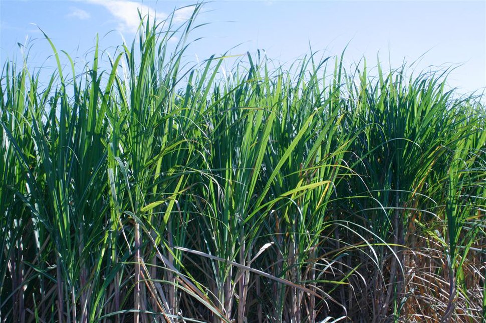 sugarcane4 (Large).jpg